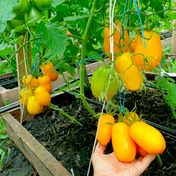 Томат Желтая сливка Бендика